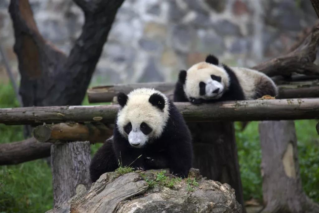 青城山熊猫谷都江堰一日游攻略,熊猫谷青城山都江堰一日游攻略