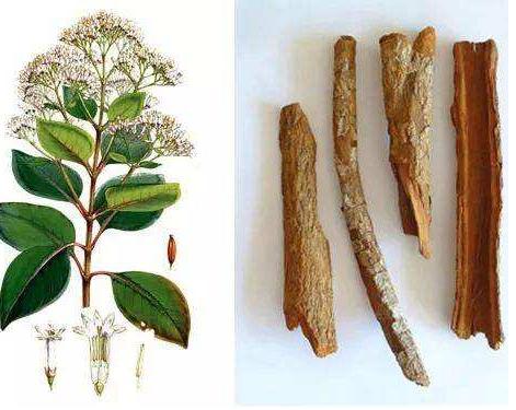 杨柳小古文全文,小古文欣赏杨柳