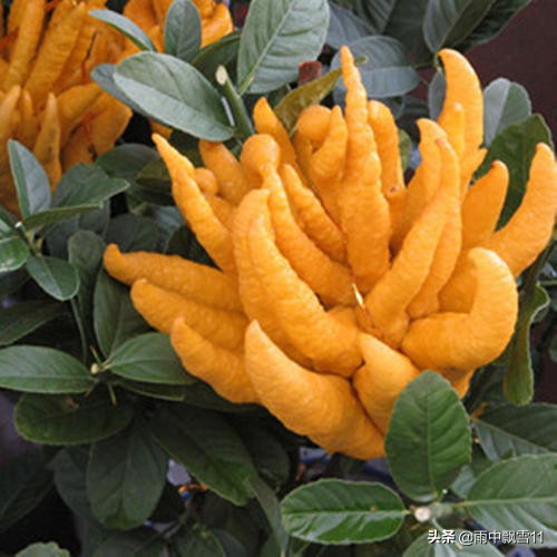 佛手怎么养才不会烂根,佛手怎么养才好看