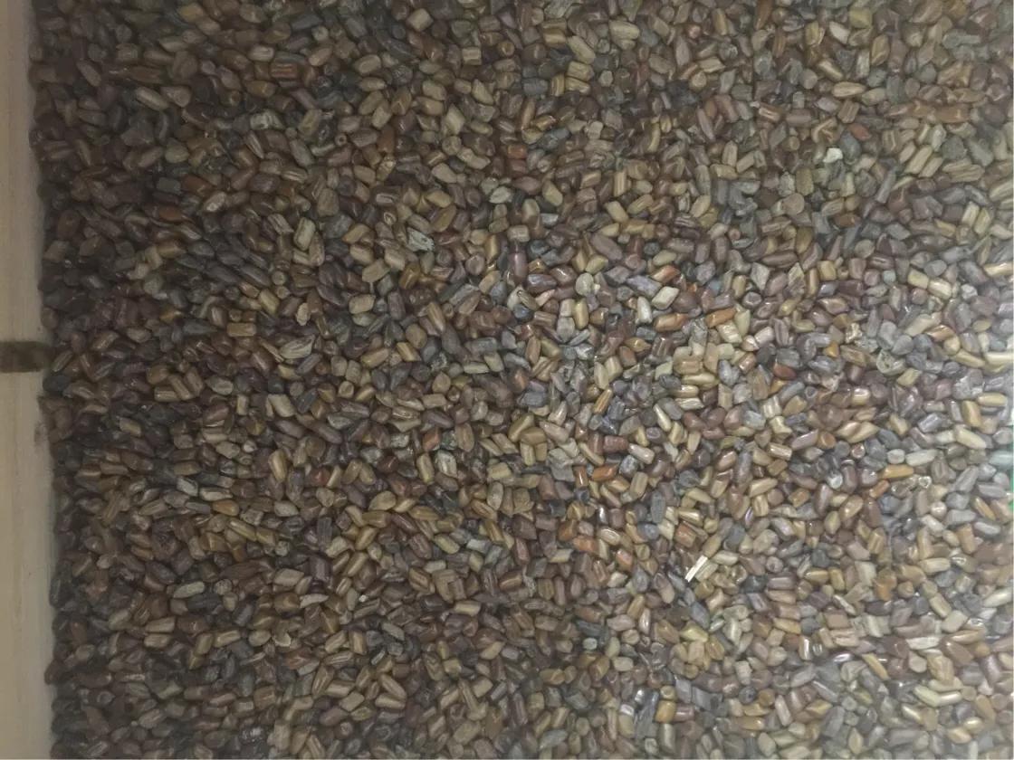 夏天到了喝苦荞茶好吗,夏天喝了就可以变瘦的茶