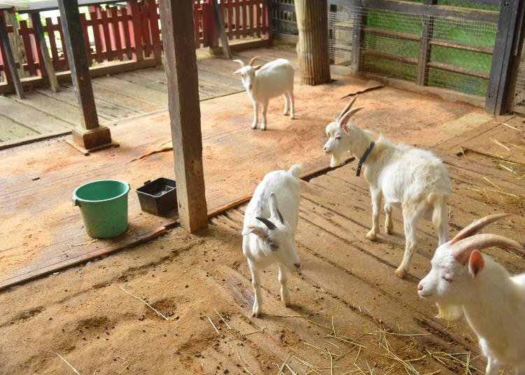 日本藏王狐狸村旅游,宫城县藏王狐狸村