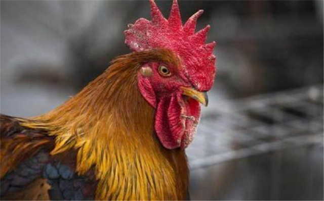 十年的鸡头胜砒霜什么意思,十年鸡头胜染霜是什么意思