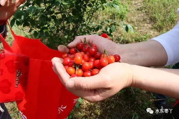 宣城本地现在还有樱桃采摘吗,宣城水东樱桃采摘