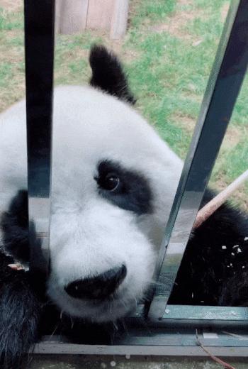 马来西亚为啥退换大熊猫,马来西亚退还中国大熊猫是真的吗