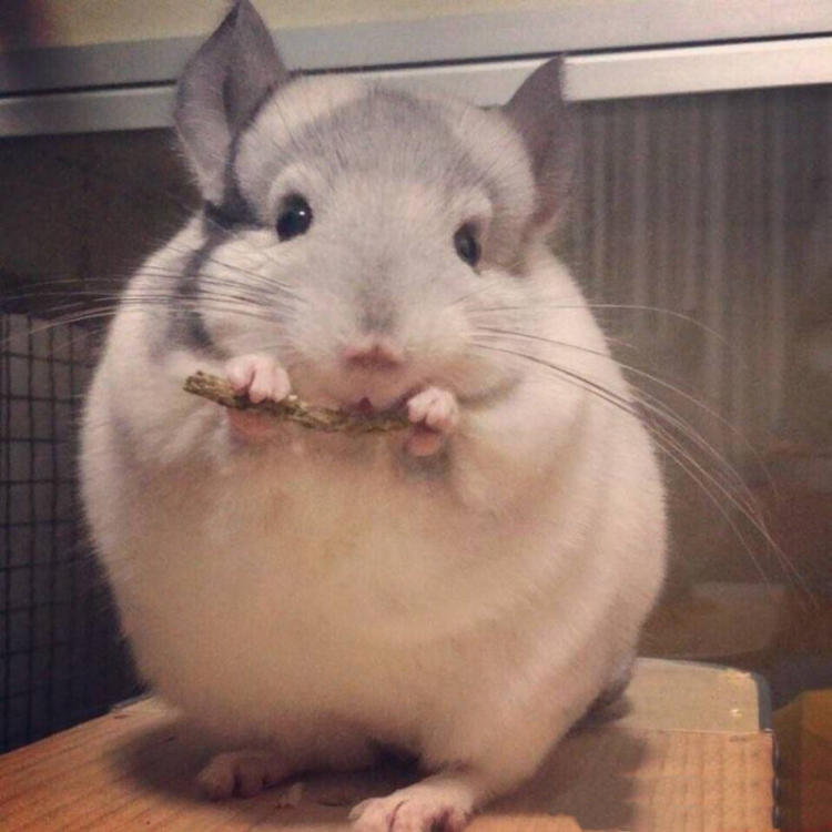 从出生到现在饲养龙猫的所有过程,龙猫的饲养方法及注意事项