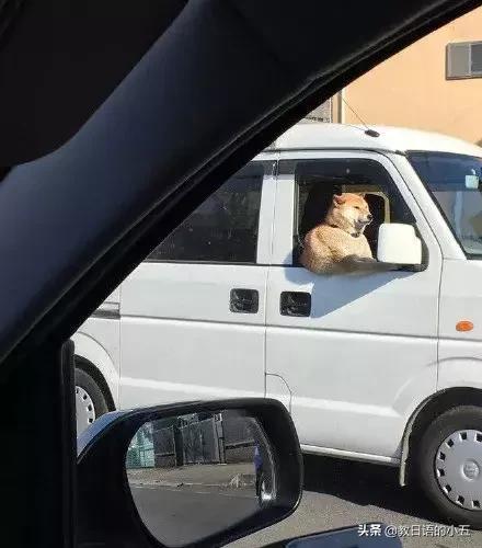 日本的一只“肌肉柴犬”火了，竟然还出了手办？！