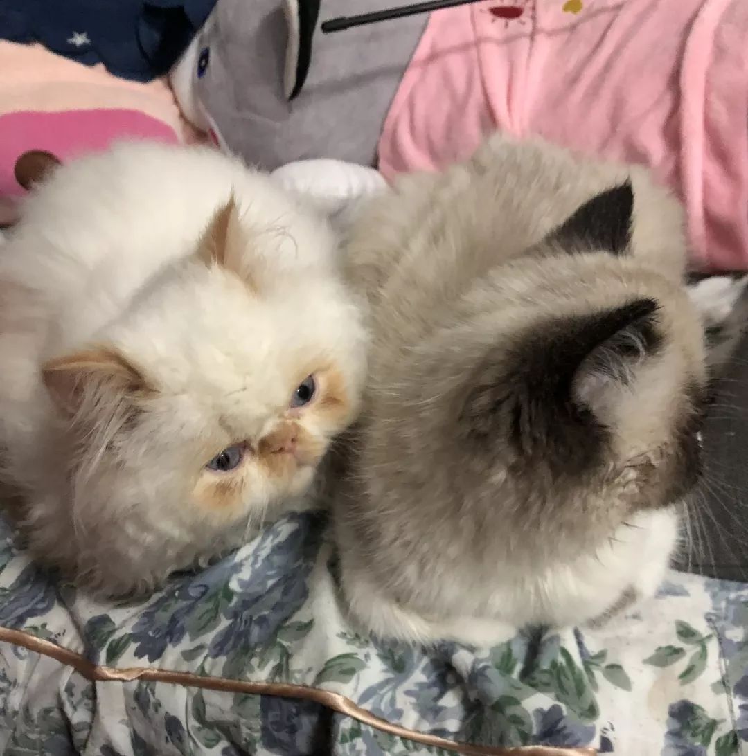 猫瘟到底能不能治好,猫瘟是不是不治必死