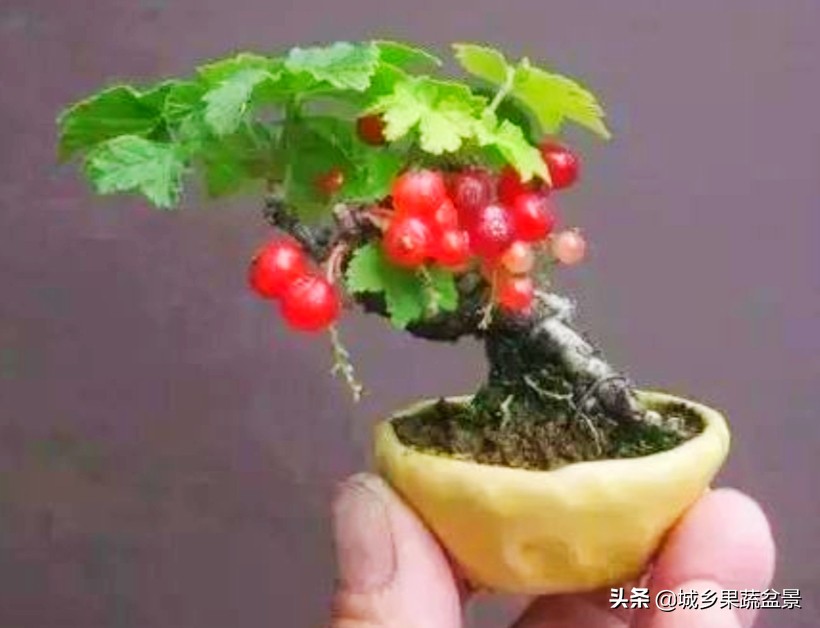 三十多年经验教你制作掌上树桩盆景，形态小巧，造型玲珑别致