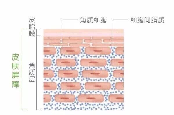 油皮出油用什么补妆,混油皮夏天出油更严重怎么护肤