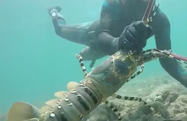 浅度挖掘龙虾身体的闪光点!它被定性为食物后,就只剩味道如何了