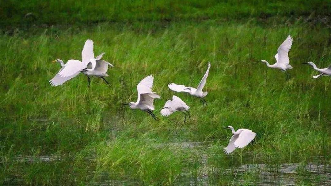 五年级部编版语文白鹭讲课视频,部编小学语文五年级上册白鹭课件
