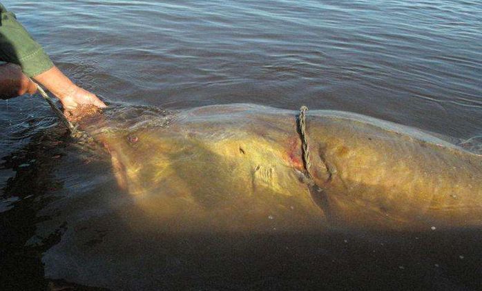 中华鲟是长江里头最大的一种鱼,中国最后一条长江鲟