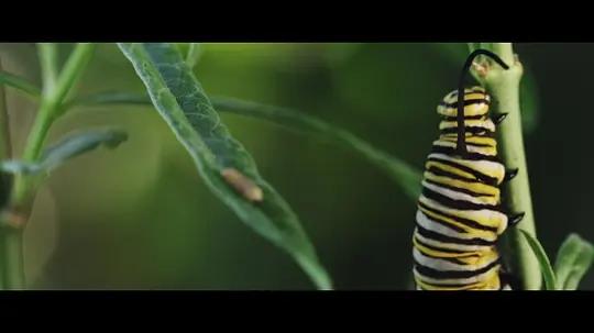 不用农药，让超1000种动植物生态平衡，这次美国人真的做到了