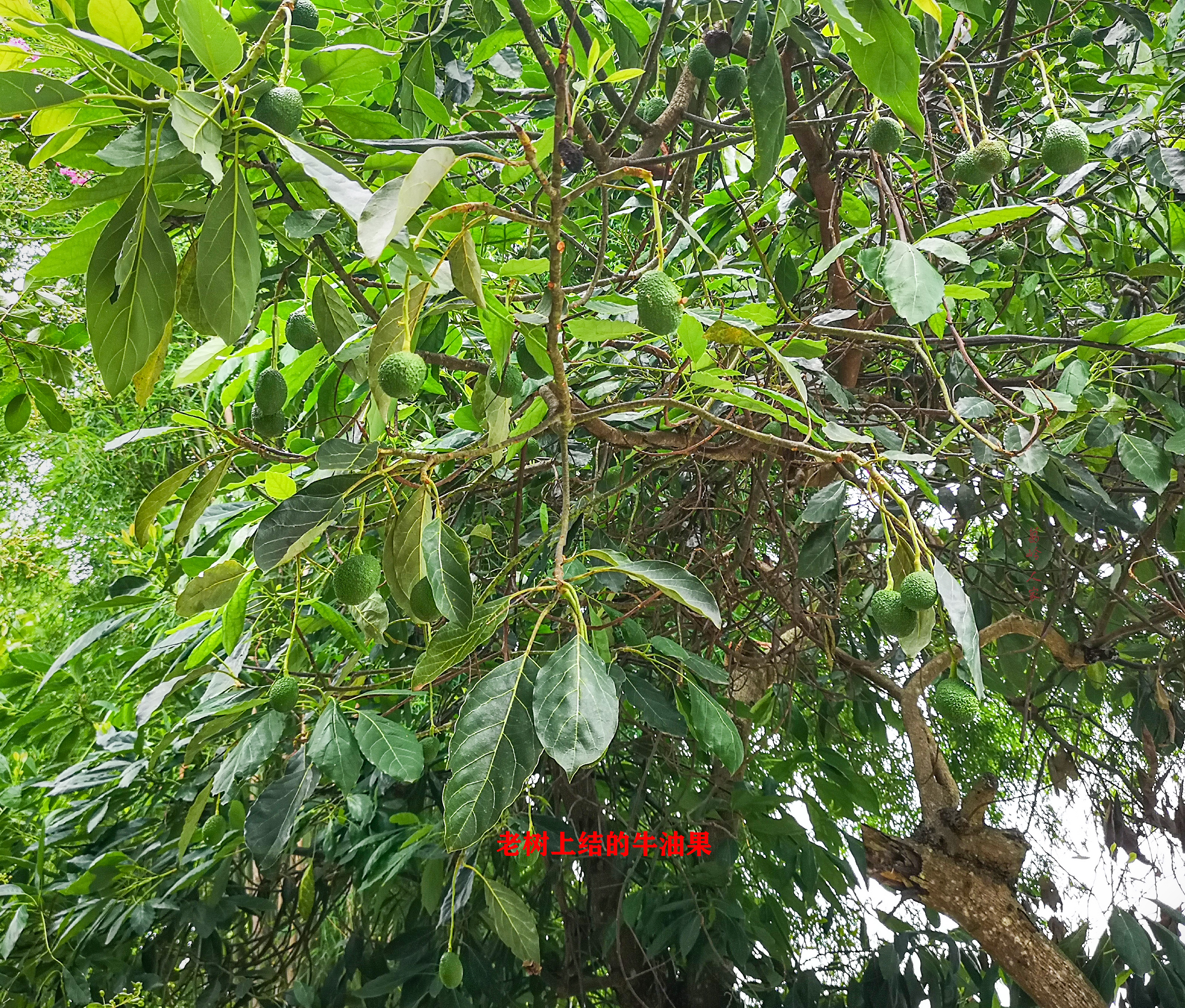 牛油果哈斯还有别的种类么,秘鲁进口哈斯巨无霸牛油果