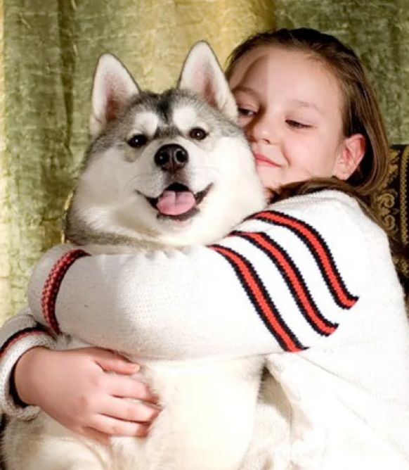 西伯利亚的雪橇犬哈士奇,西伯利亚哈士奇雪橇犬