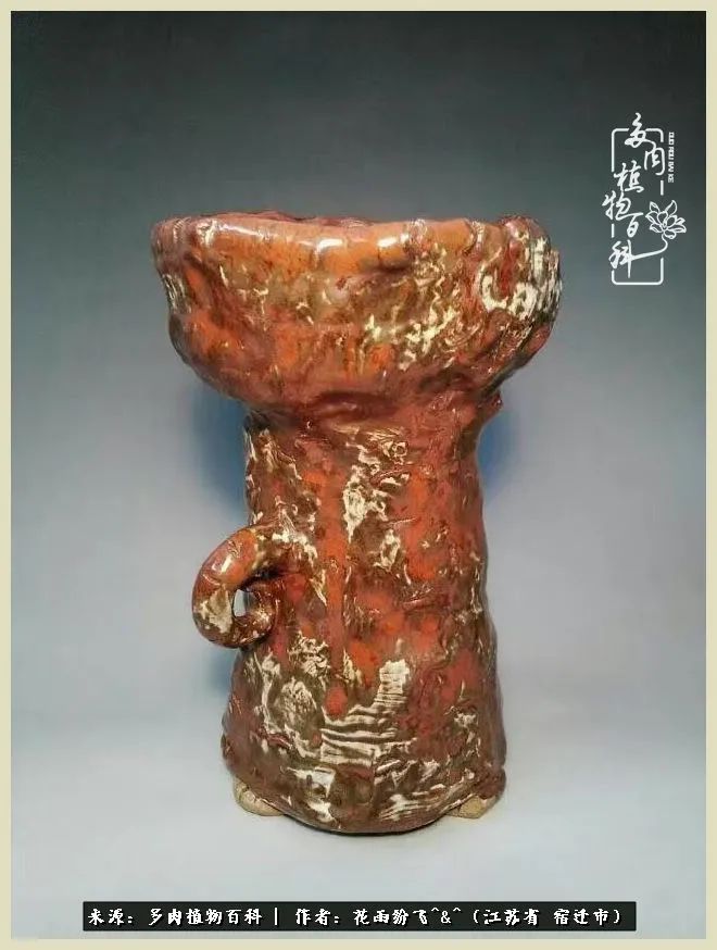 我家老臧：从反对到爱屋及乌的多肉守护人