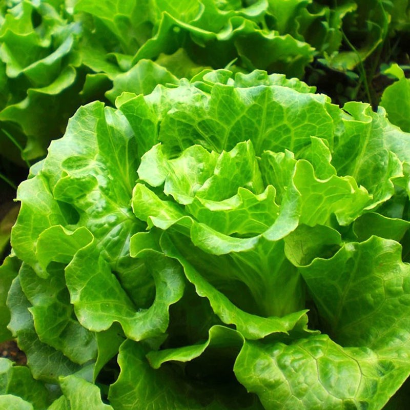 冬至到!这些菜农户都可以种上,不怕冷也冻不死!来年有新鲜菜吃