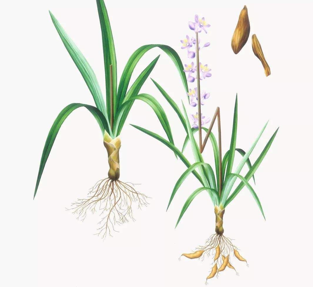 本草纲目麦冬的功效与作用,麦冬的性味归经功效