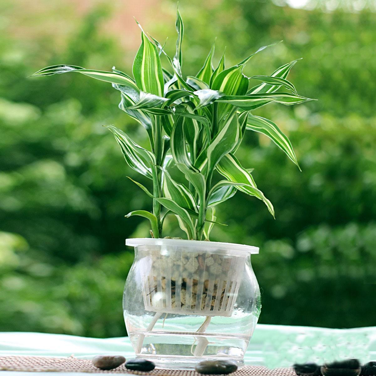 家里富贵竹叶子黄了怎么办,新买的富贵竹水养叶子黄了怎么办