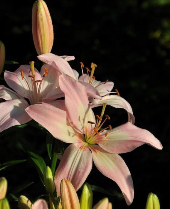 今生有约同心印爱海新花并蒂开—管浩男、曹丛新婚诗词23首