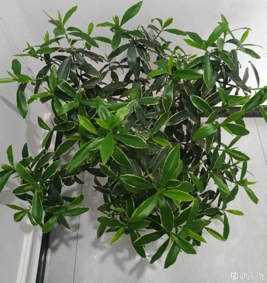 耐养的香水花,种室内香水花