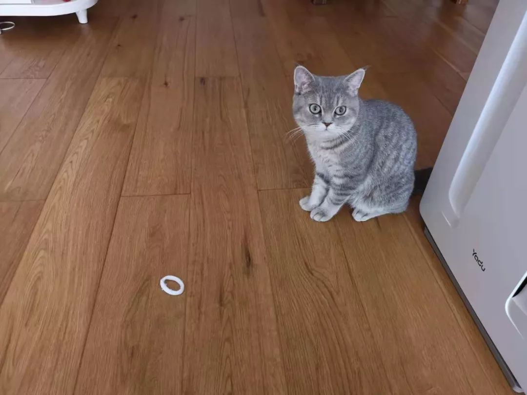 猫咪绝育头套需要戴几天,猫咪绝育后戴项圈不吃饭