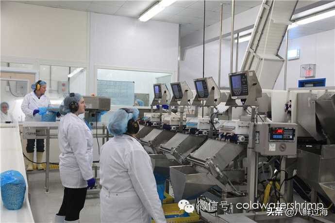盐田生虾仁工厂,去壳北极甜虾工厂