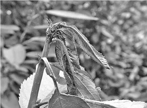 樱桃常见病虫害有哪些,樱桃常见病虫害有哪些症状