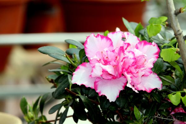 杜鹃花植物图片大全,最漂亮的杜鹃花品种有哪些