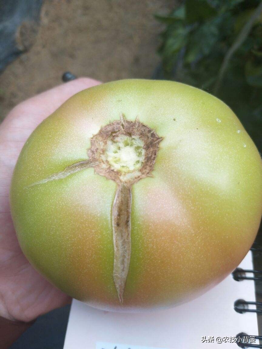 番茄膨果期出现裂纹、开裂等裂果现象，原因不一定都是因为缺钙！