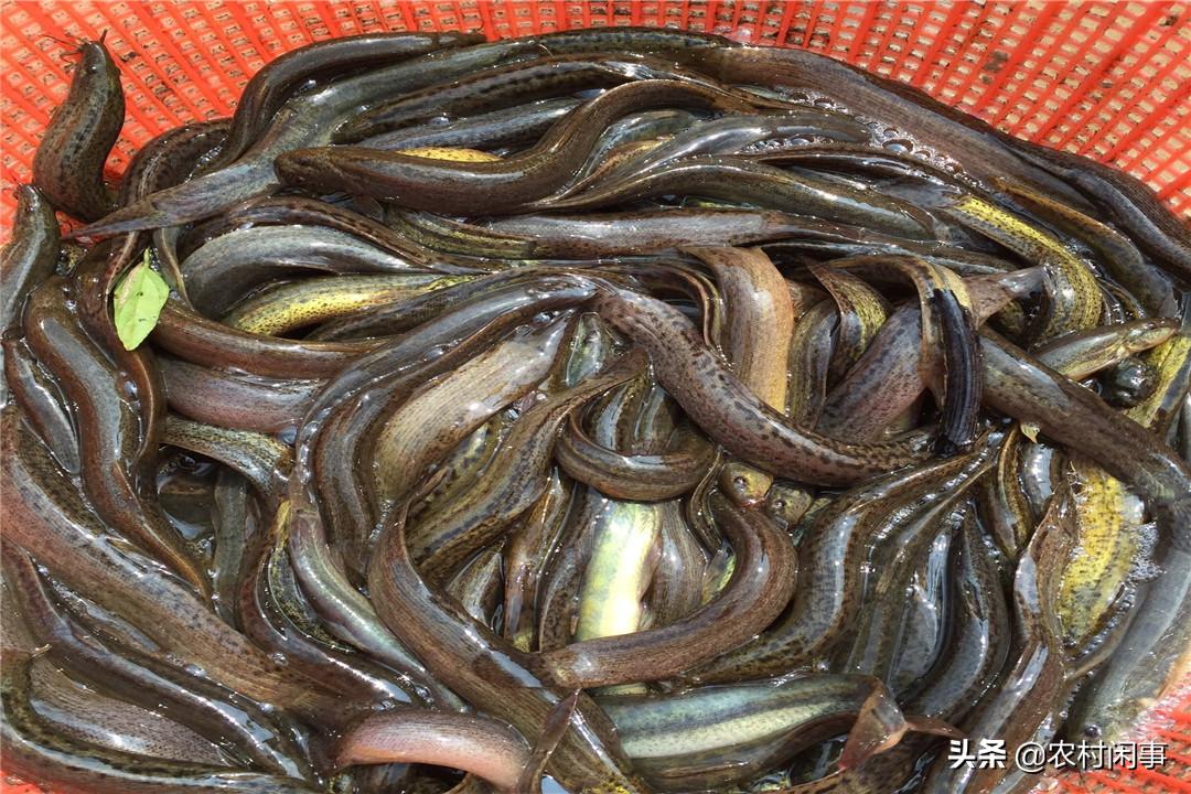 泥鳅养殖需要哪些条件和要求,泥鳅养殖要哪些条件