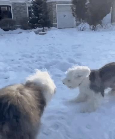 胆小的狗狗但是聪明能养吗,狗狗能有多怕妈