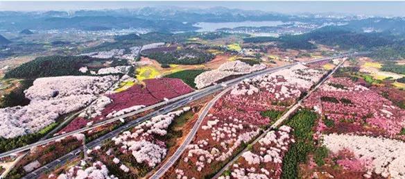 贵州绿色农产品何以风行天下?从毕节一颗萝卜出口迪拜的跨国之旅说起~