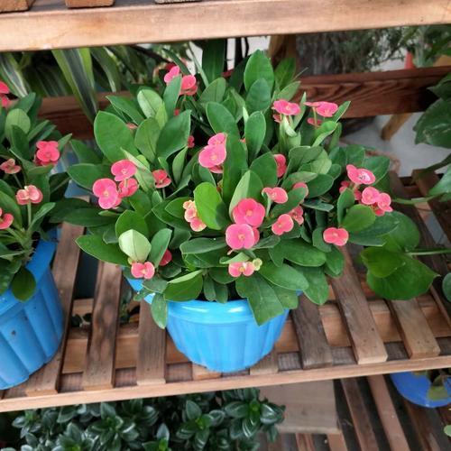 虎刺梅适合深盆还是浅点的盆栽种,虎刺梅怎么养到爆花