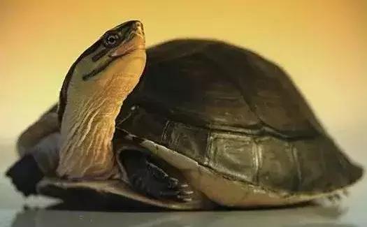 三线闭壳龟和潘氏闭壳龟区别,金头闭壳龟和三线闭壳龟同池