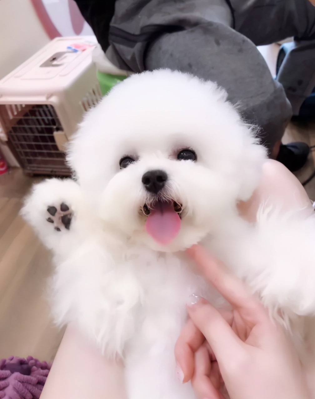 比熊舔人代表什么,比熊舔主人的嘴是什么意思