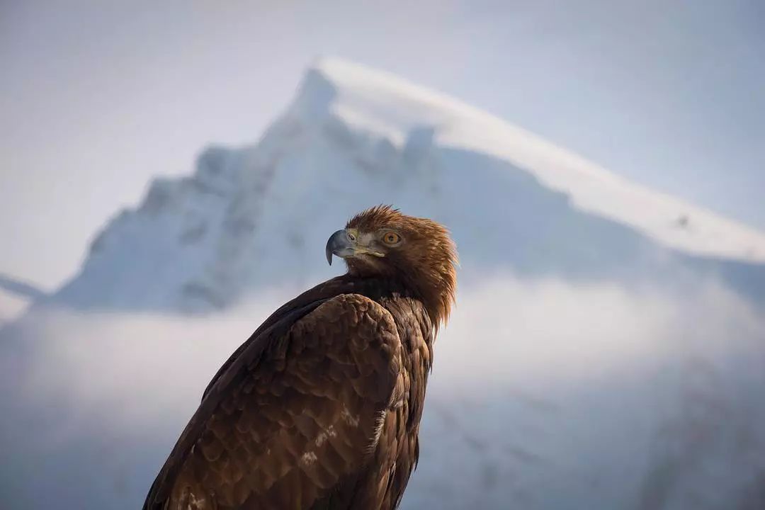 无比震撼的十部动物纪录片,15部81集顶级的自然动物纪录片