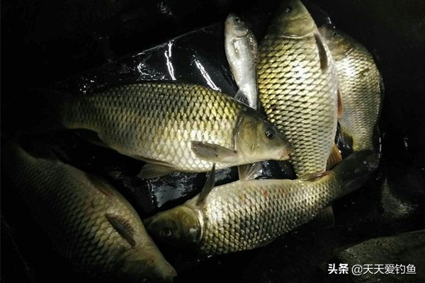 浮漂加夜光棒怎么调漂,加粗浮漂怎么选夜光棒