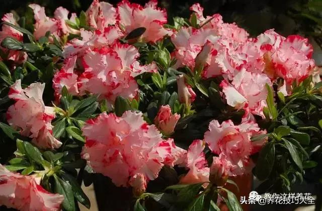 绿萝吊兰怎么去甲醛,这4种花比吊兰绿萝好养