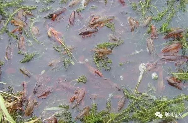 小龙虾虾苗养殖技术,小龙虾养殖怎么放苗