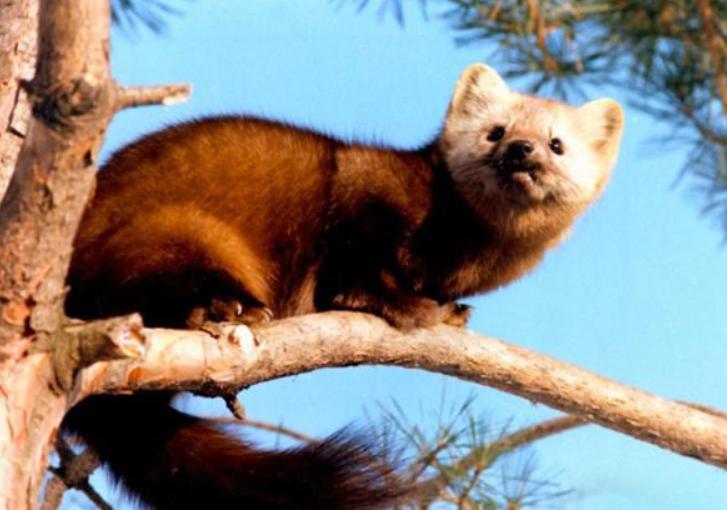 黑龙江发现二级保护动物,黑龙江保护动物有哪些