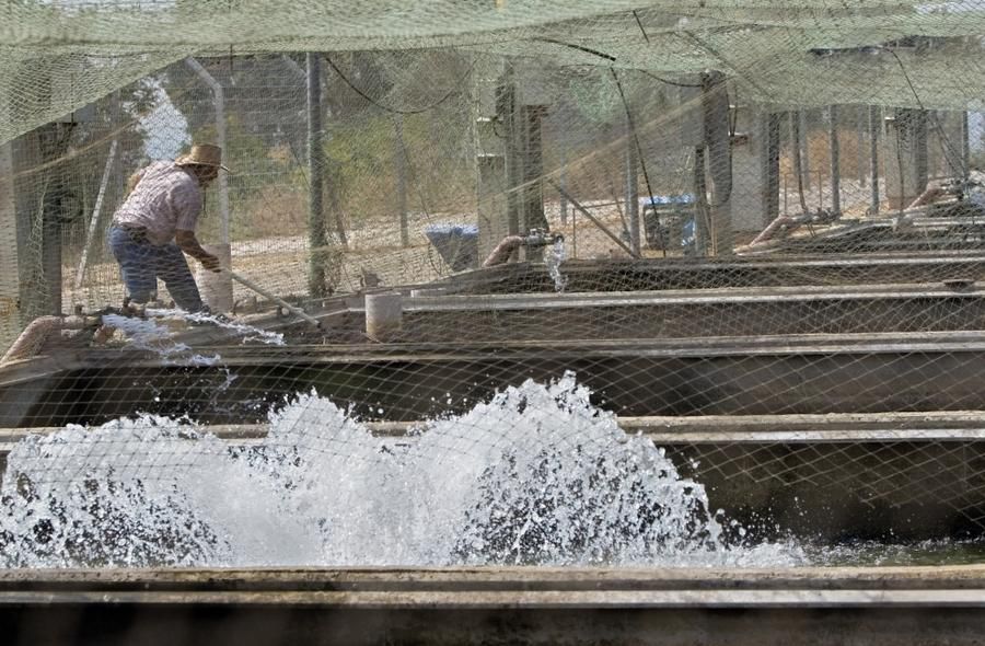 黑鱼子酱是由什么做成的,黑鱼子酱生的熟的