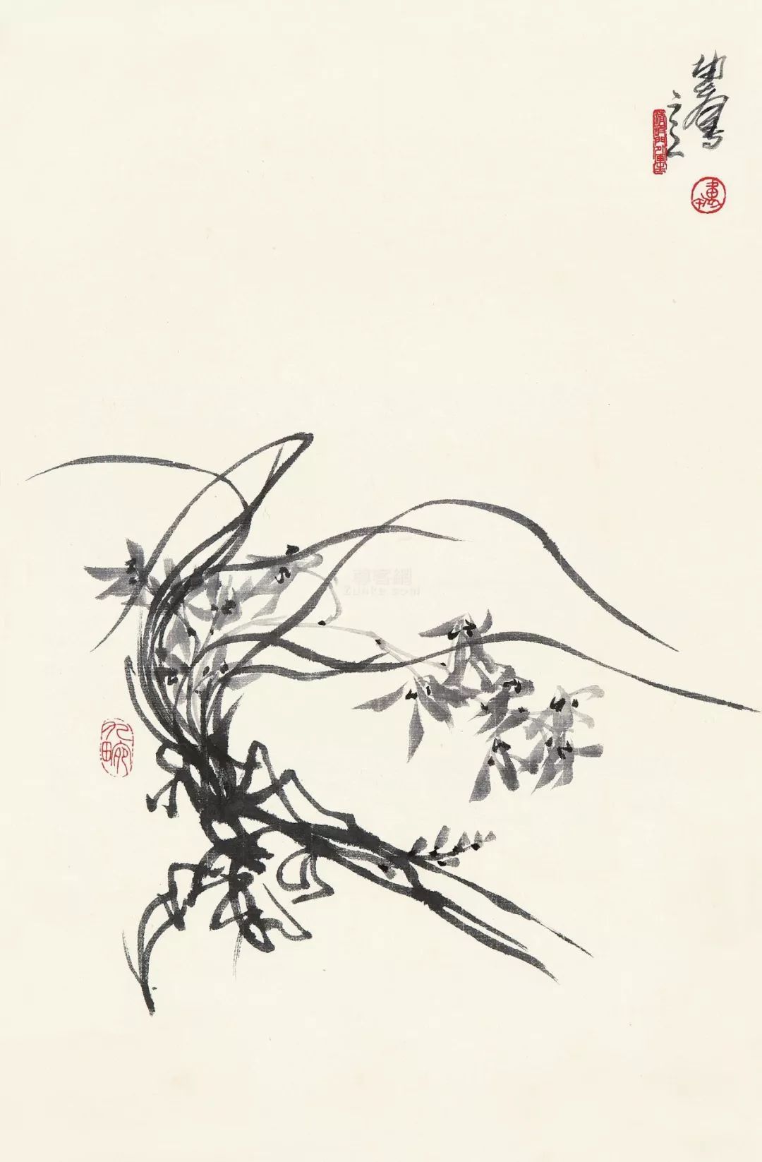 如何画兰花图片大全大图,怎么样画兰花才能好看