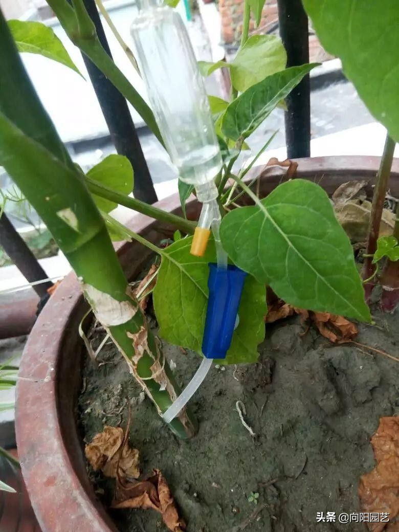 在家里怎么自制一个自动浇水装置,自制简单自动浇水神器美观