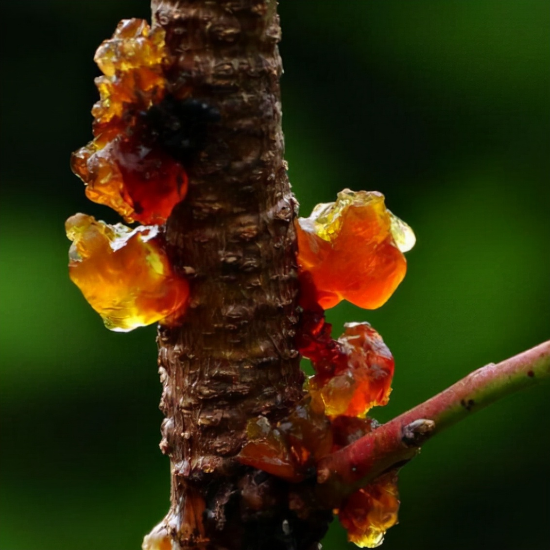 我以后再也不吃桃胶美容了