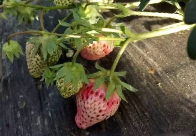 草莓很矮怎么办,草莓口感如何调整