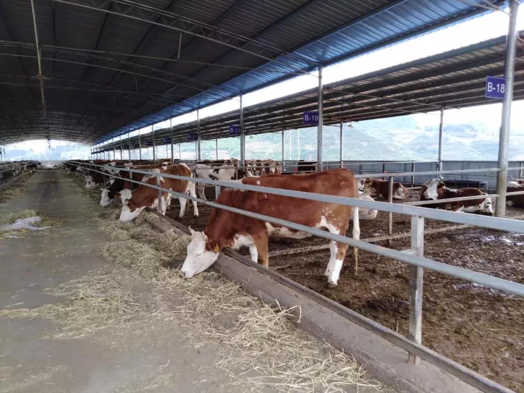 育肥牛容易得什么病,牛运输应激综合症怎么处理