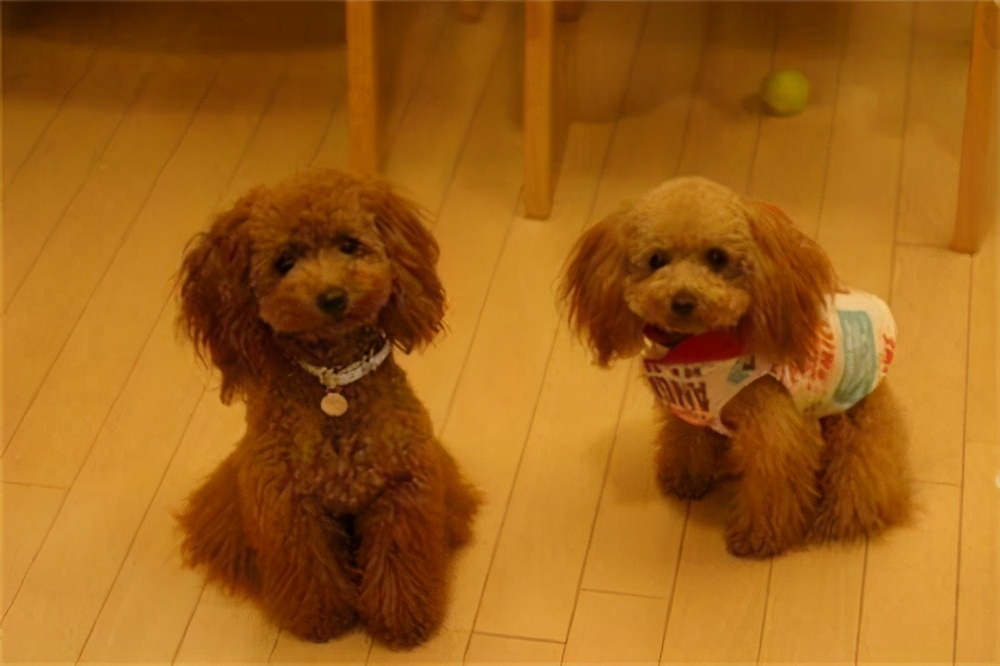 泰迪的智商高还是柯基的智商高,成年泰迪智商相当于几岁小孩