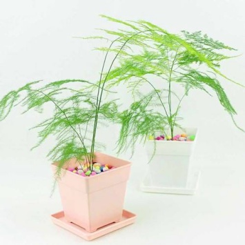 文竹黄叶了怎么修剪,文竹黄叶了怎么办好