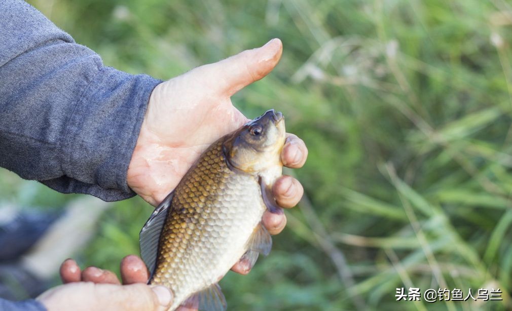 野钓饵料加鱼腥素,野钓饵料添加小黄面